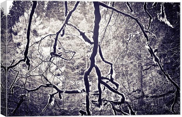 Spooky Trees Canvas Print by Jamie Moffat
