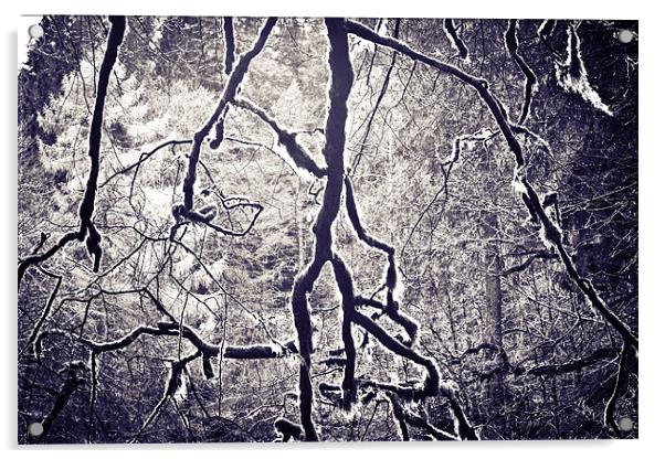Spooky Trees Acrylic by Jamie Moffat