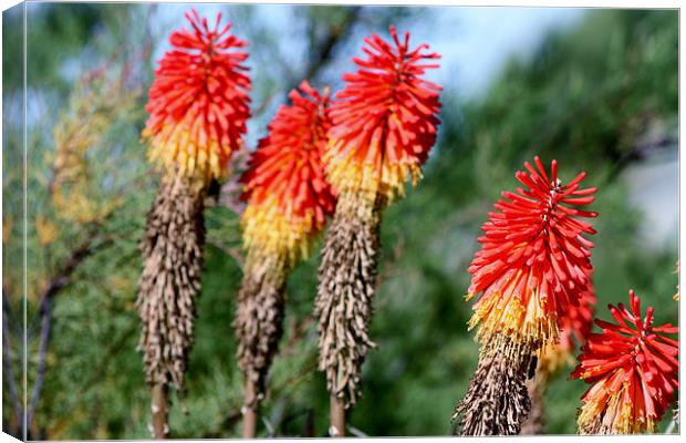 Red hot pokers Canvas Print by Marilyn PARKER
