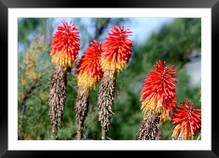 Red hot pokers Framed Mounted Print by Marilyn PARKER