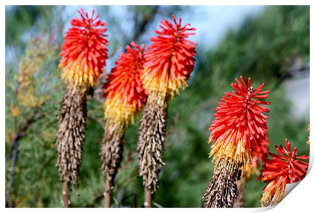 Red hot pokers Print by Marilyn PARKER