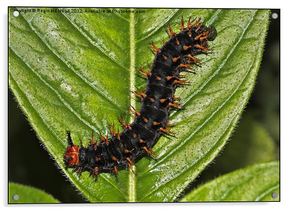 Caterpillar Acrylic by Reginald Hood