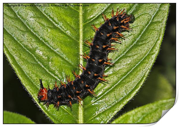 Caterpillar Print by Reginald Hood