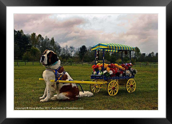 Newfoundland Framed Mounted Print by Doug McRae