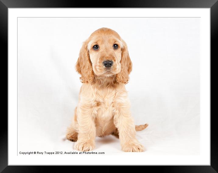 Spaniel puppy Framed Mounted Print by Rory Trappe