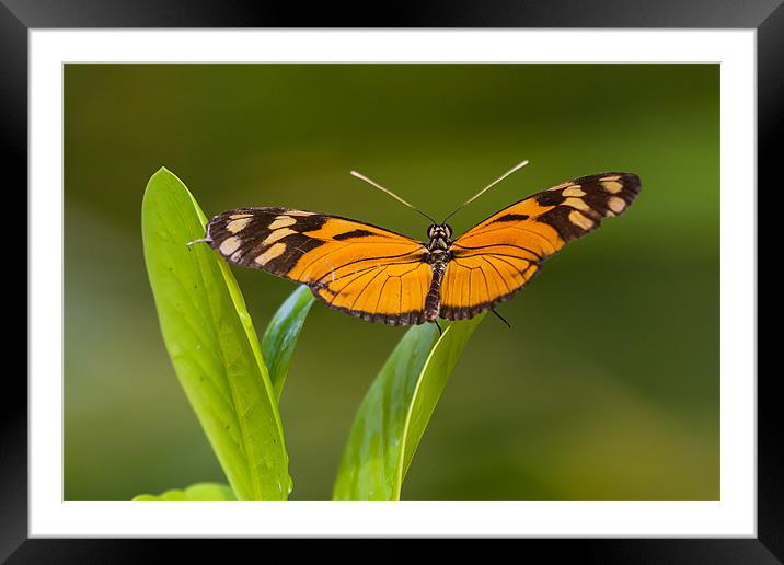 orange and black butterfly Framed Mounted Print by Craig Lapsley