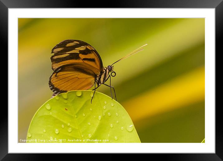 orange butterfly profile Framed Mounted Print by Craig Lapsley