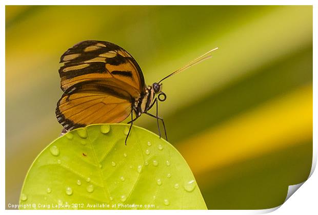 orange butterfly profile Print by Craig Lapsley