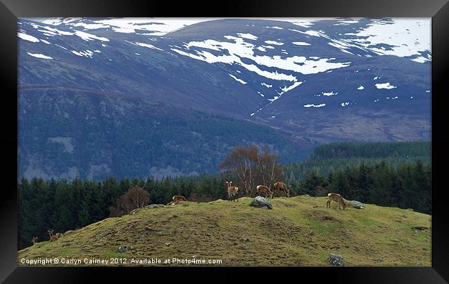 Red Deer in Scottish Highlands Framed Print by Carlyn Cairney-McCubb