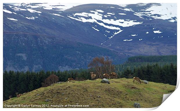 Red Deer in Scottish Highlands Print by Carlyn Cairney-McCubb