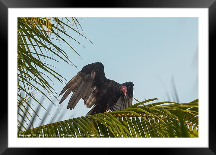 Turkey Vulture Framed Mounted Print by Craig Lapsley