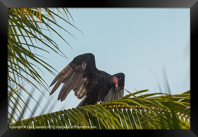 Turkey Vulture Framed Print by Craig Lapsley