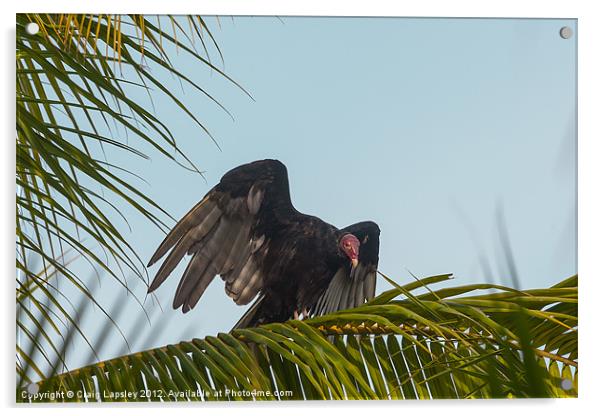 Turkey Vulture Acrylic by Craig Lapsley