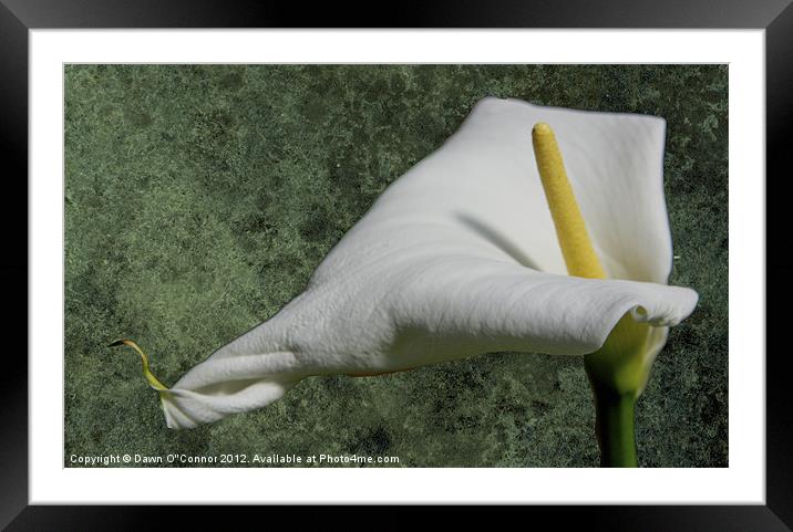 Arum Lily Framed Mounted Print by Dawn O'Connor