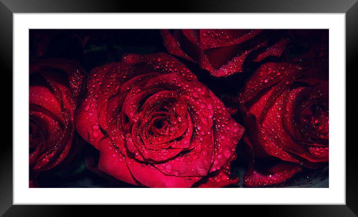 Romancing Rose. Framed Mounted Print by Rosanna Zavanaiu