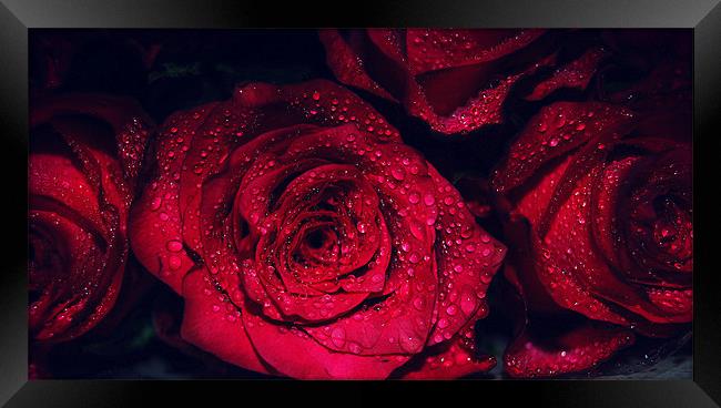 Romancing Rose. Framed Print by Rosanna Zavanaiu