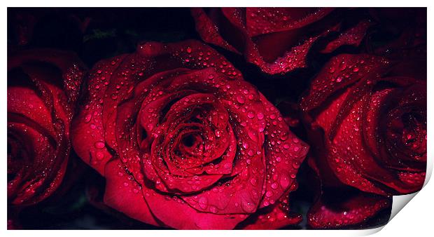 Romancing Rose. Print by Rosanna Zavanaiu