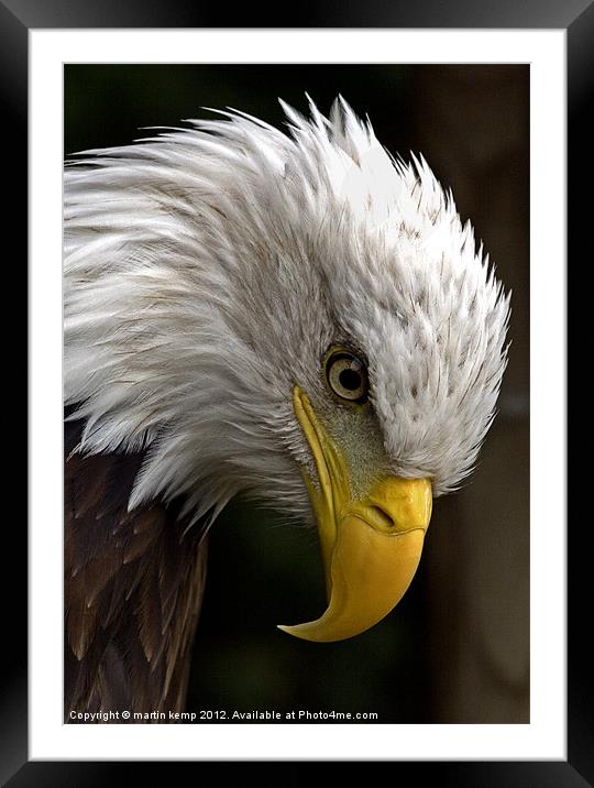Eagles Eye Framed Mounted Print by Martin Kemp Wildlife