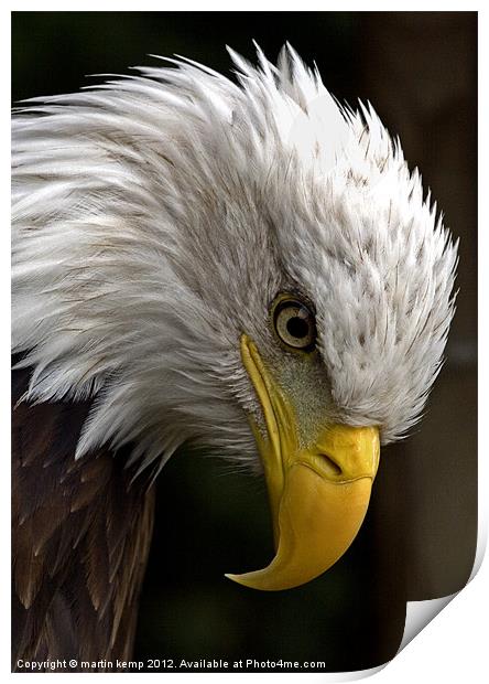Eagles Eye Print by Martin Kemp Wildlife