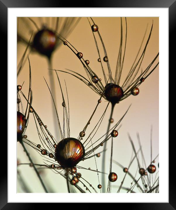 Dandelion Drops. Framed Mounted Print by paul cowles