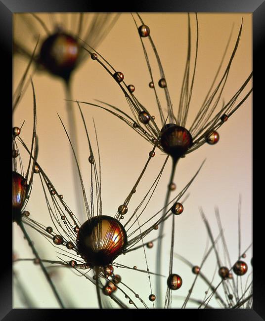 Dandelion Drops. Framed Print by paul cowles