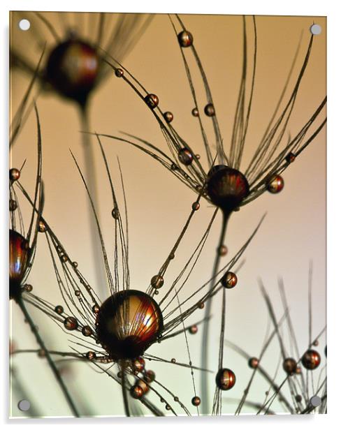 Dandelion Drops. Acrylic by paul cowles
