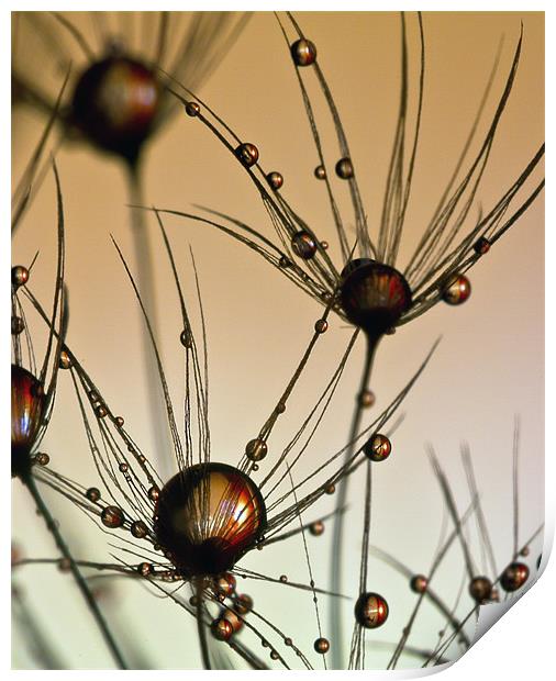 Dandelion Drops. Print by paul cowles