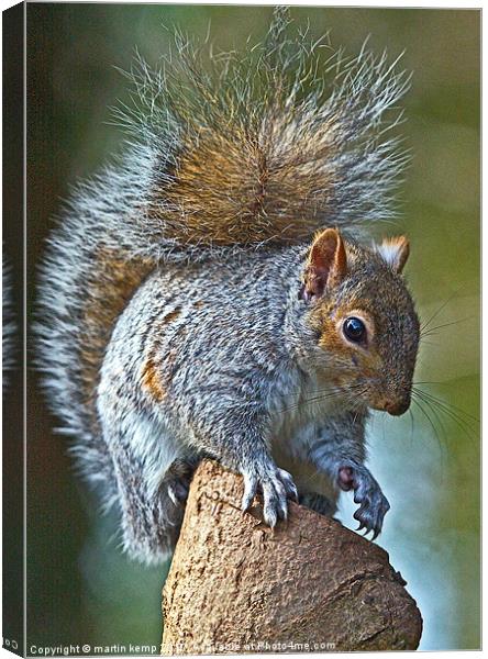 Bushy tail Squirrel Canvas Print by Martin Kemp Wildlife