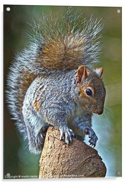 Bushy tail Squirrel Acrylic by Martin Kemp Wildlife