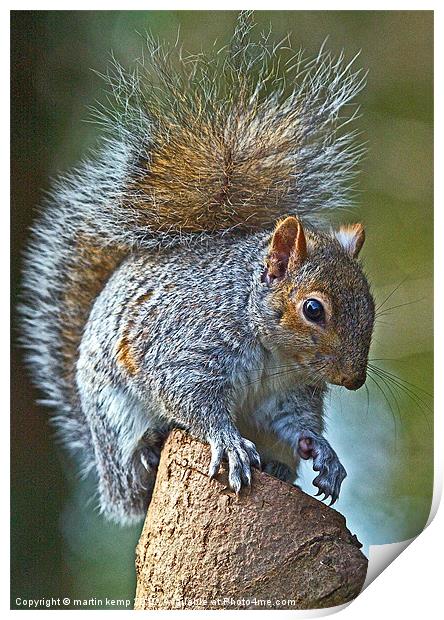 Bushy tail Squirrel Print by Martin Kemp Wildlife