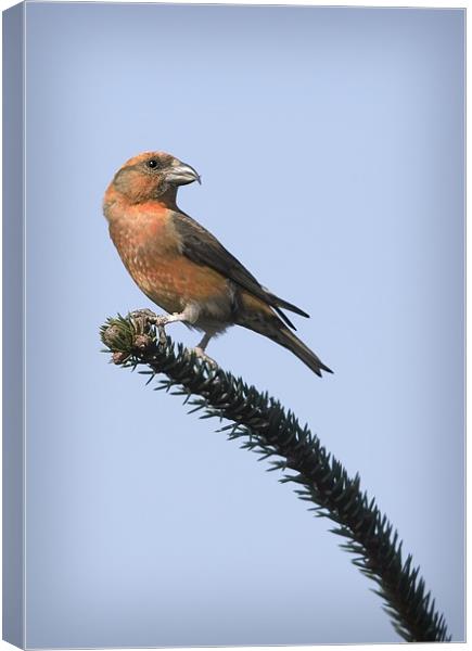 CROSSBILL #2 Canvas Print by Anthony R Dudley (LRPS)