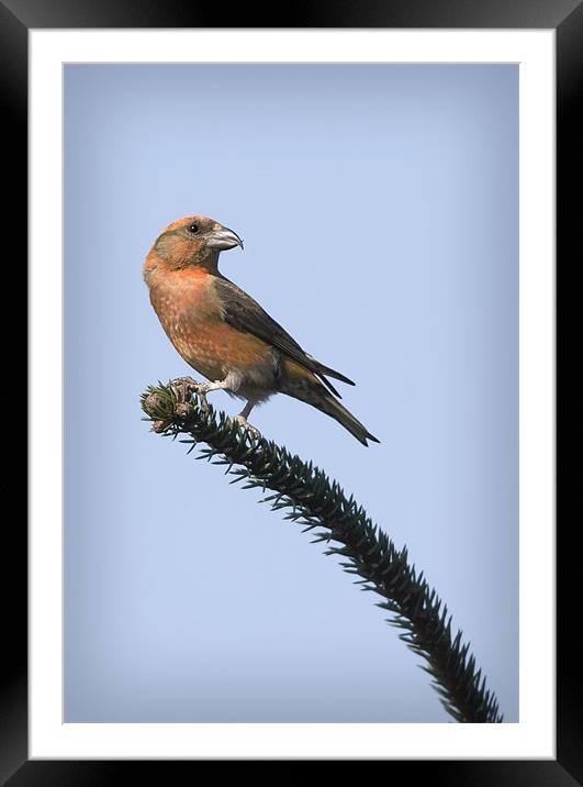 CROSSBILL #2 Framed Mounted Print by Anthony R Dudley (LRPS)