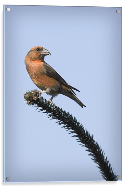 CROSSBILL #2 Acrylic by Anthony R Dudley (LRPS)