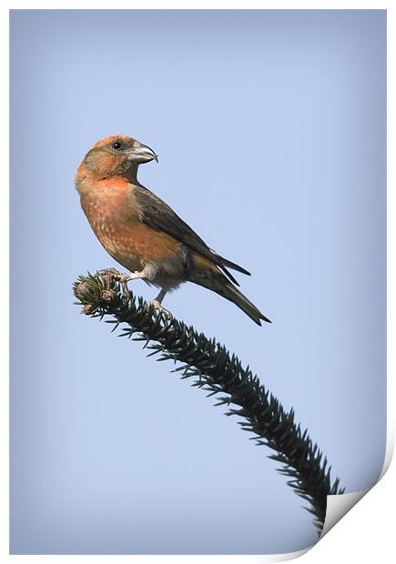 CROSSBILL #2 Print by Anthony R Dudley (LRPS)