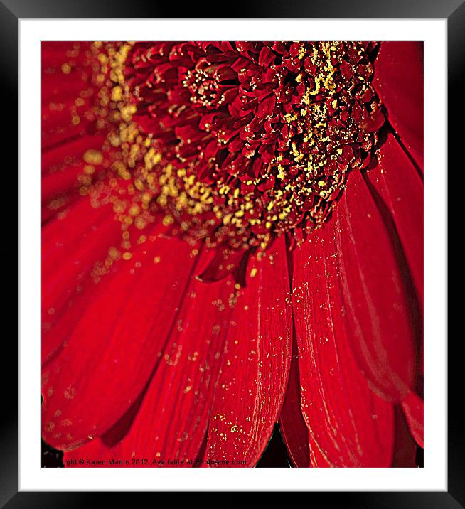 Gerbera Pollen Framed Mounted Print by Karen Martin