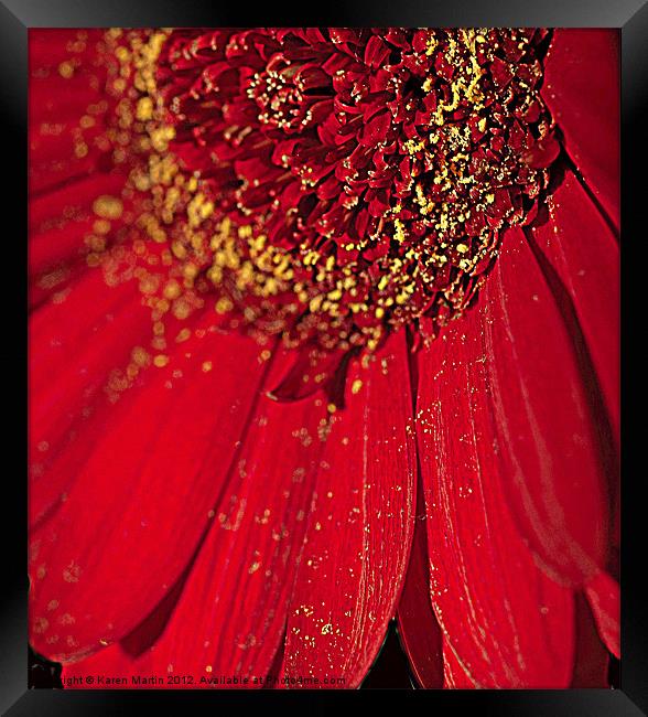 Gerbera Pollen Framed Print by Karen Martin