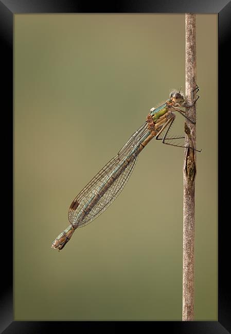 Female Emerald Damselfly Framed Print by Natures' Canvas: Wall Art  & Prints by Andy Astbury