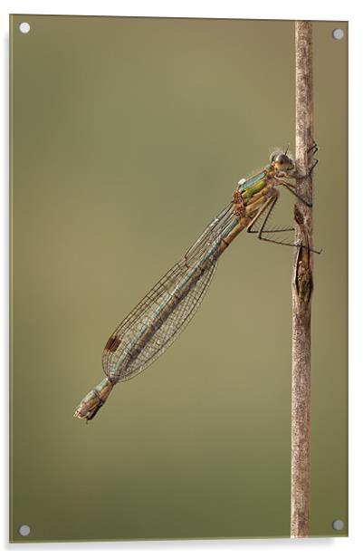 Female Emerald Damselfly Acrylic by Natures' Canvas: Wall Art  & Prints by Andy Astbury