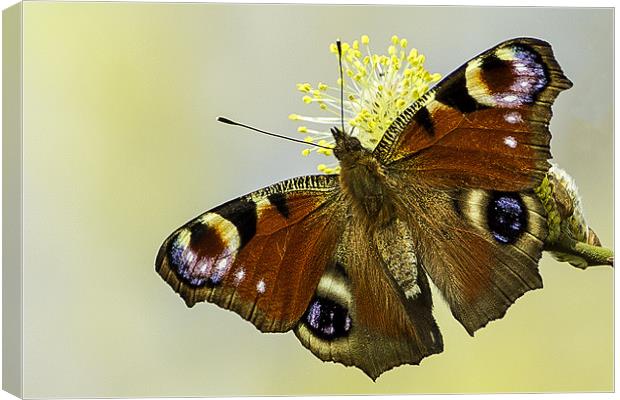 Peacock butterfly on a catkin Canvas Print by George Cox