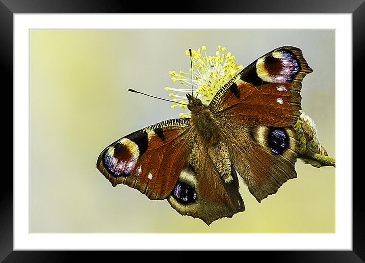 Peacock butterfly on a catkin Framed Mounted Print by George Cox