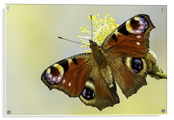 Peacock butterfly on a catkin Acrylic by George Cox