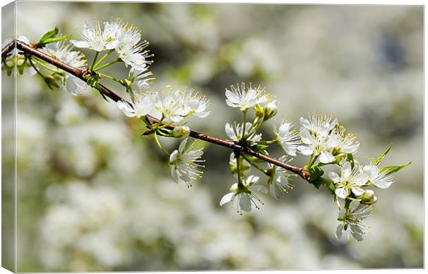 Cherry Tree Branch Canvas Print by Mary Lane
