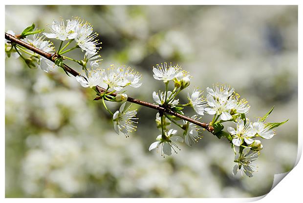 Cherry Tree Branch Print by Mary Lane