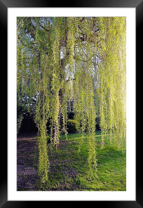 WEEPING WILLOW Framed Mounted Print by Helen Cullens
