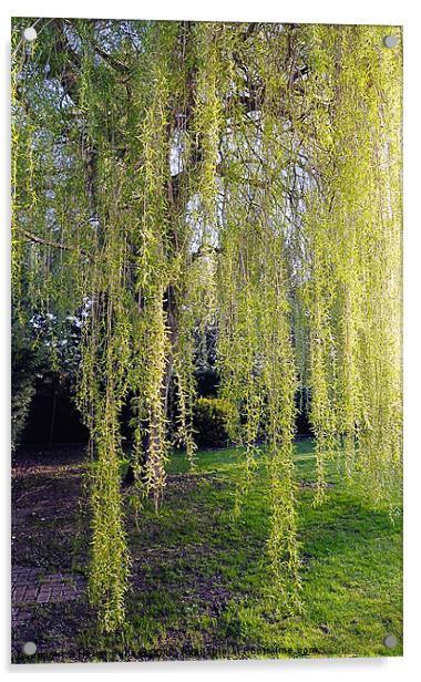 WEEPING WILLOW Acrylic by Helen Cullens
