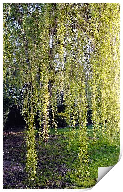 WEEPING WILLOW Print by Helen Cullens
