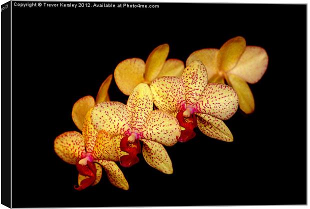 Moth Orchid Canvas Print by Trevor Kersley RIP
