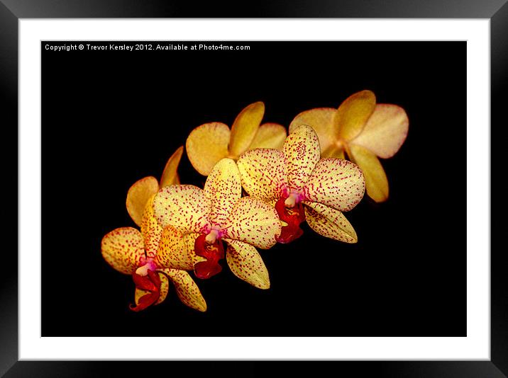 Moth Orchid Framed Mounted Print by Trevor Kersley RIP