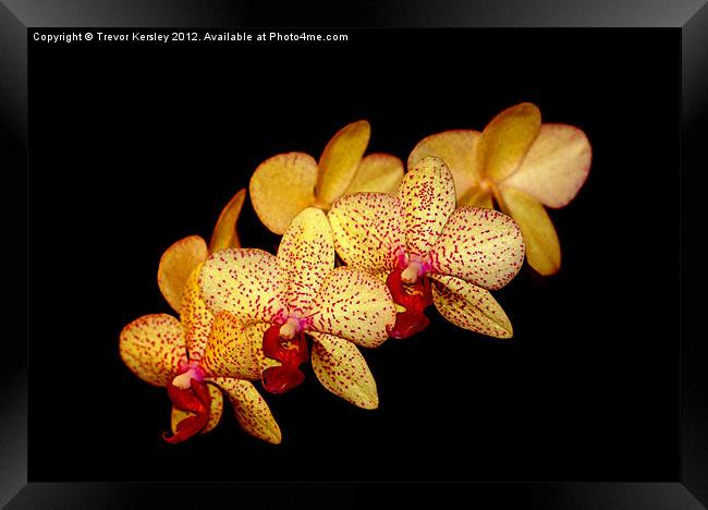 Moth Orchid Framed Print by Trevor Kersley RIP