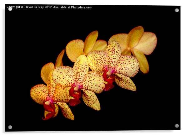 Moth Orchid Acrylic by Trevor Kersley RIP